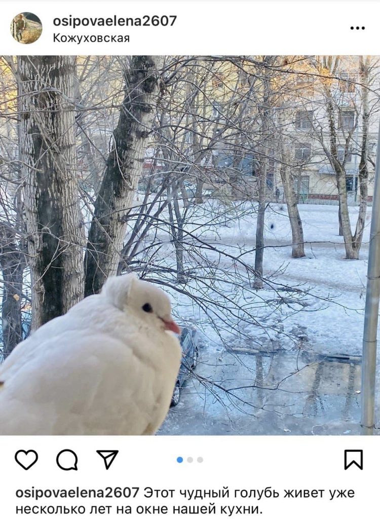 Одинокий голубь на карнизе под окном